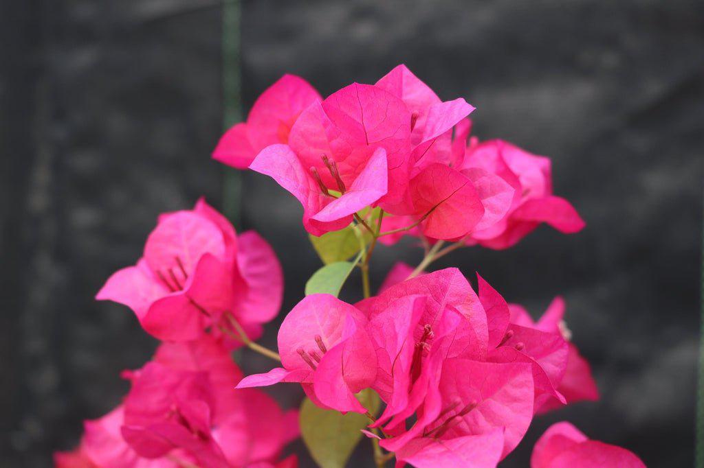 Bougainvillea Bonsai Tree Flowers
