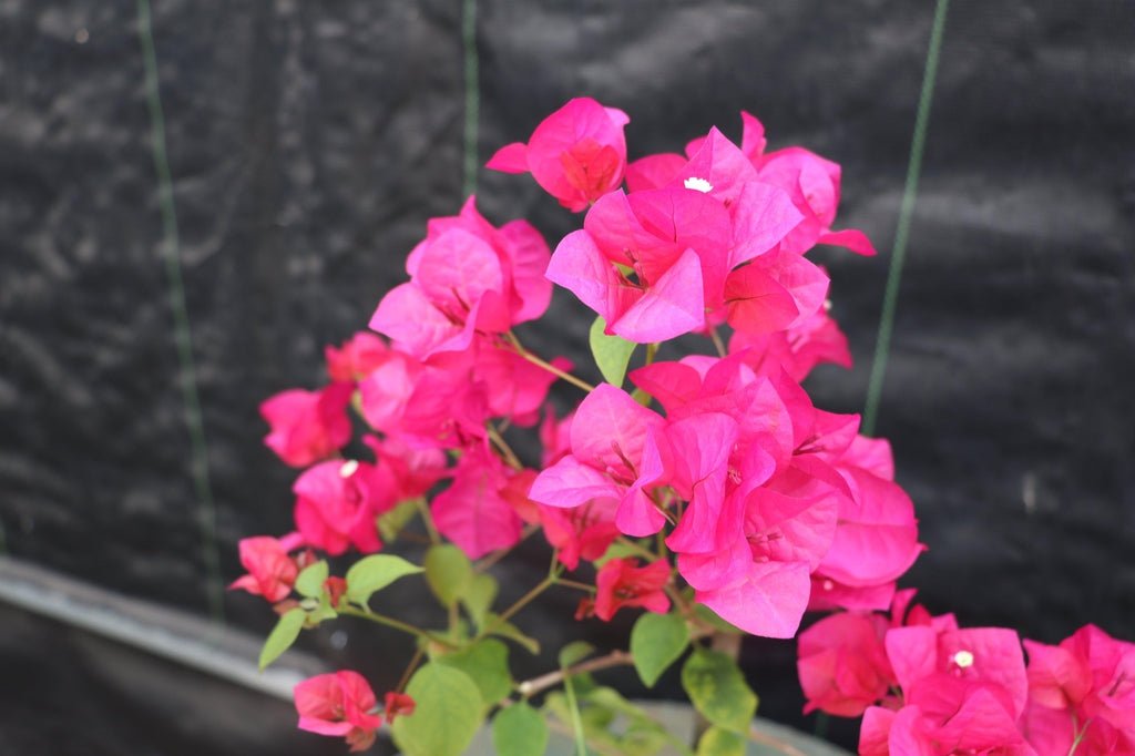 Pink Pixie Bonsai Flowers