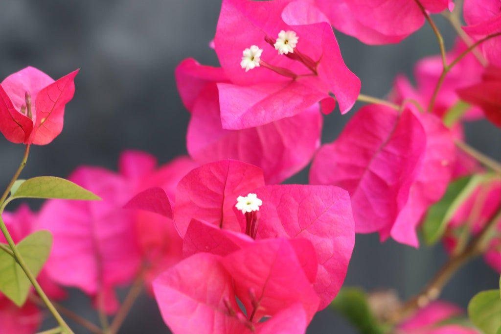Bougainvillea Bonsai Tree Flower Closeup
