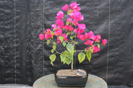 bugambilia bonsai tree Bougainvillea Bonsai Tree