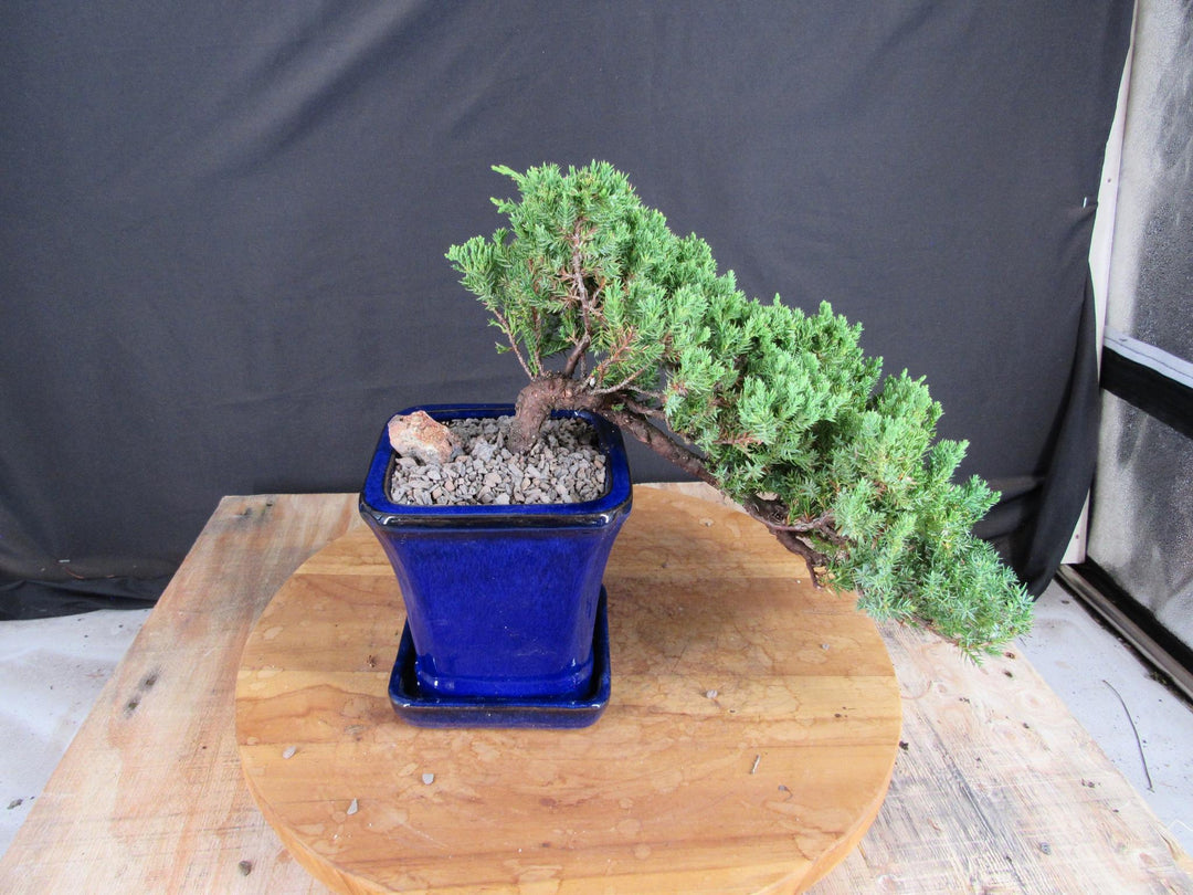 Cascading Juniper Bonsai Tree - Back