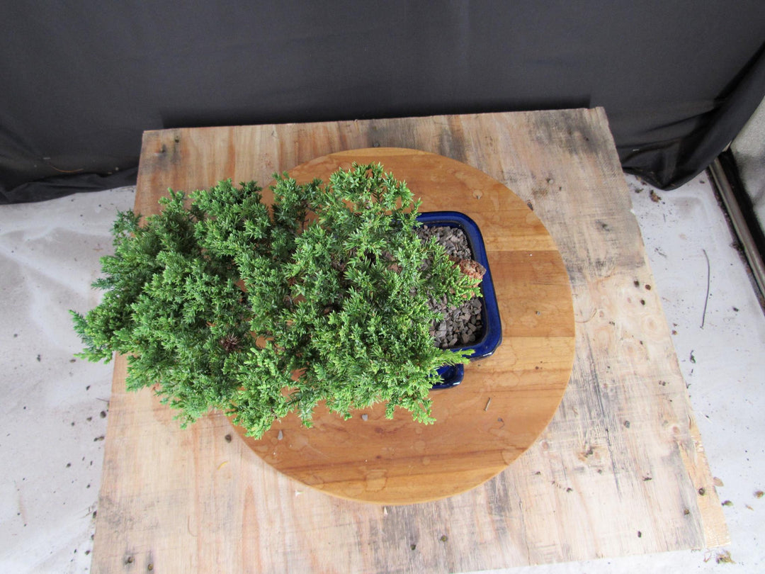 Cascading Juniper Bonsai Tree - Birds Eye