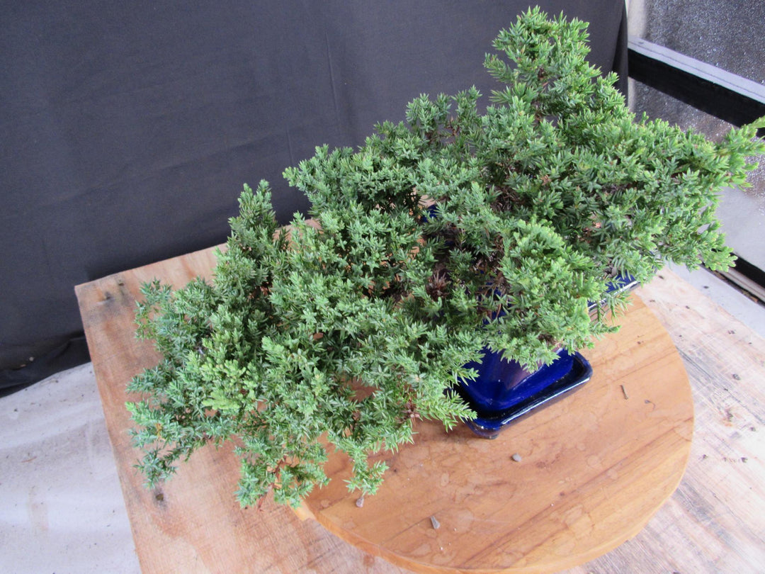 Cascading Juniper Bonsai Tree - Canopy