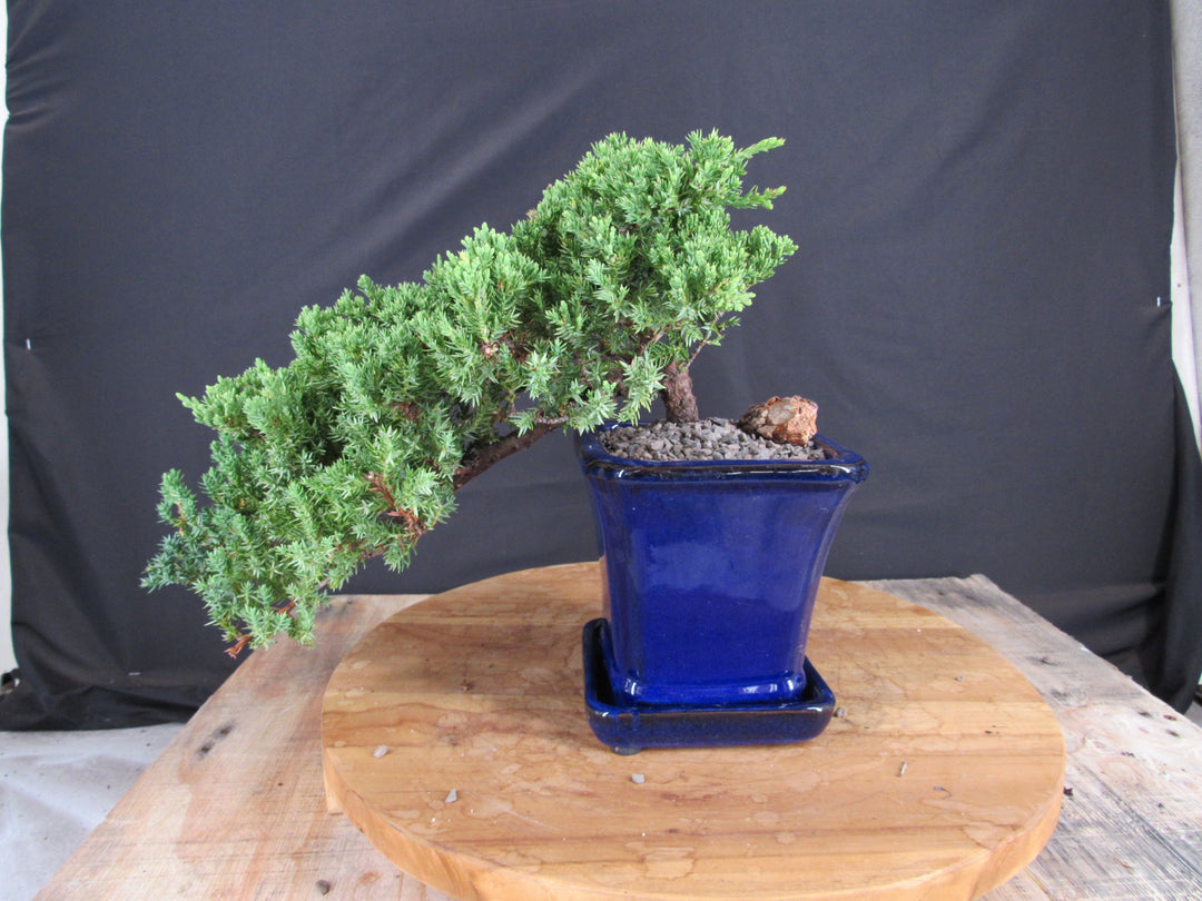 Cascading Juniper Bonsai Tree - Profile