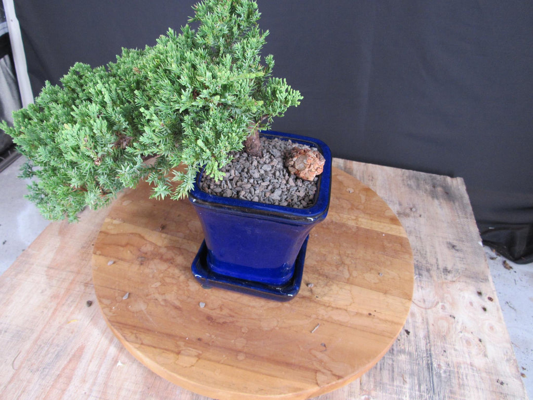 Cascading Juniper Bonsai Tree - Side