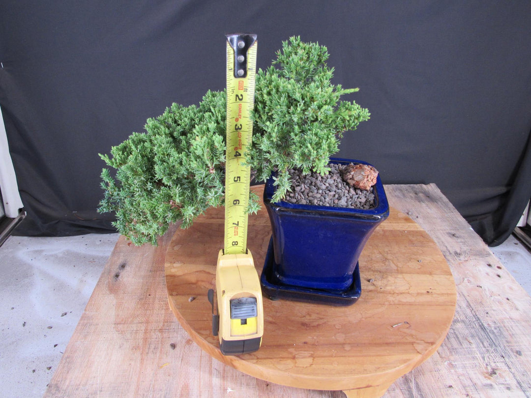 Cascading Juniper Bonsai Tree - Size