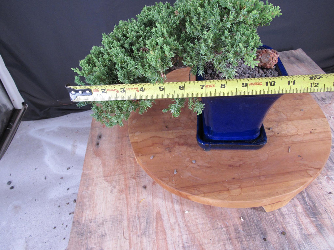 Cascading Juniper Bonsai Tree - Width