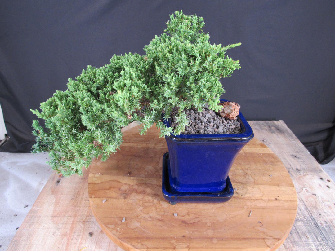 Cascading Juniper Bonsai Tree
