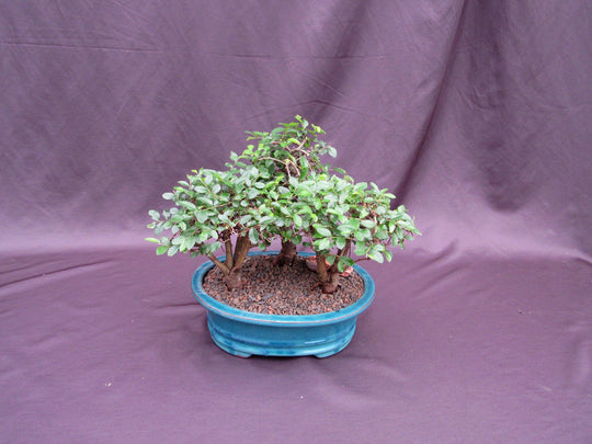 Chinese Elm Bonsai Tree