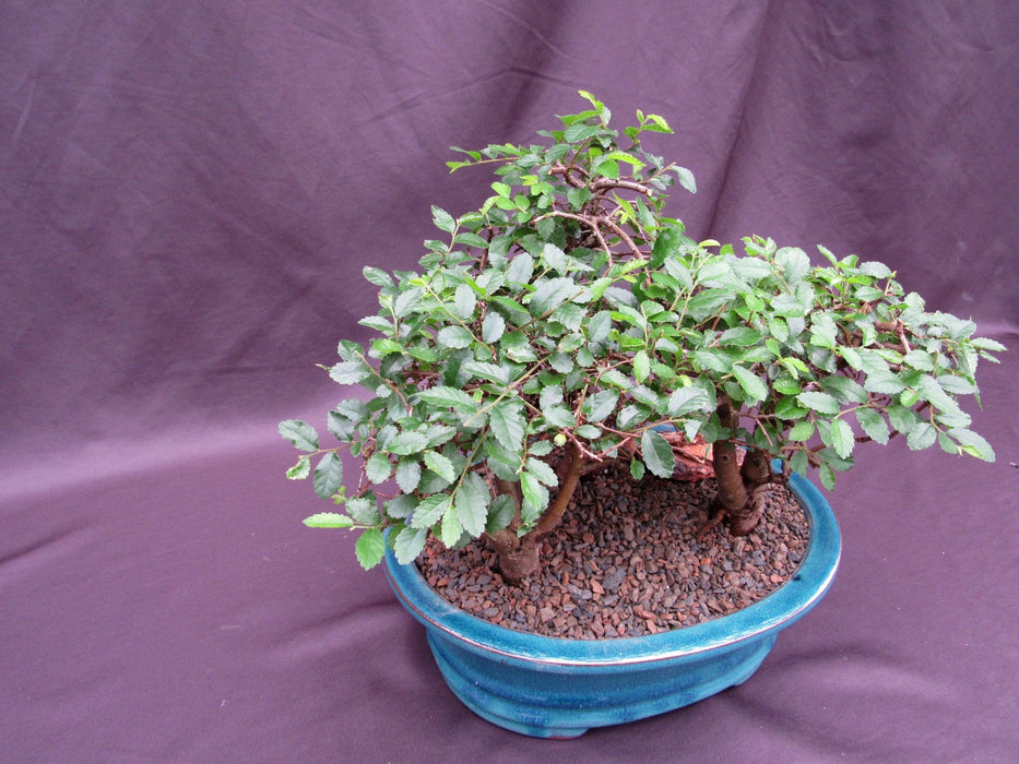 Chinese Elm Bonsai Tree - 3 Tree Forest Planting Canopy