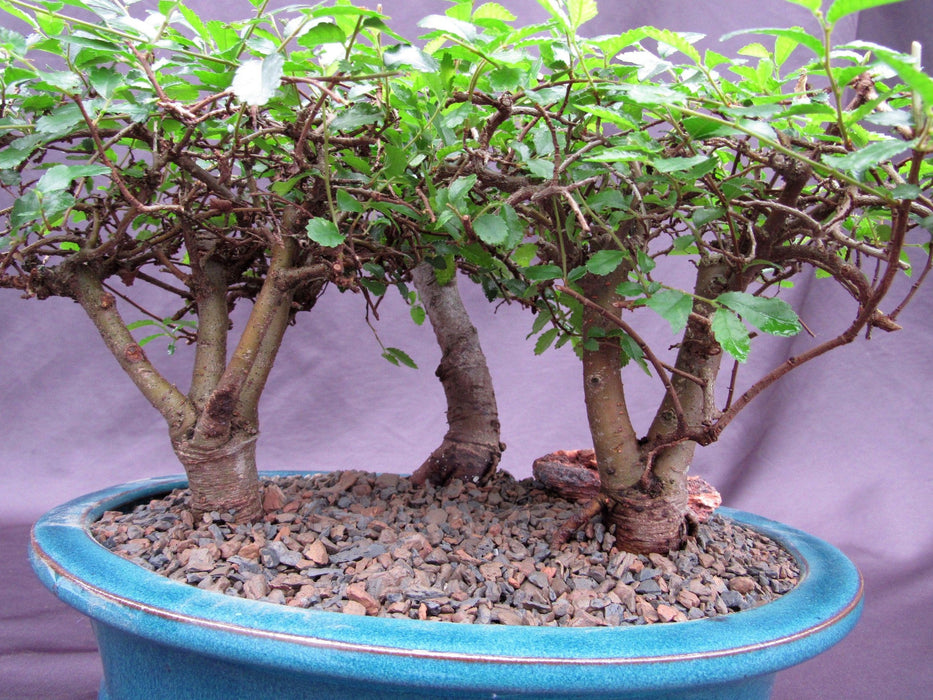 Chinese Elm Bonsai Tree - 3 Tree Forest Planting Trunk
