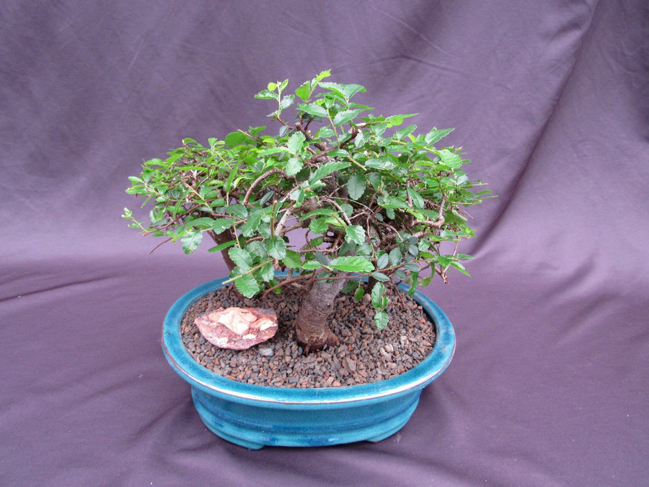 Chinese Elm Bonsai Tree - 3 Tree Forest Planting Back