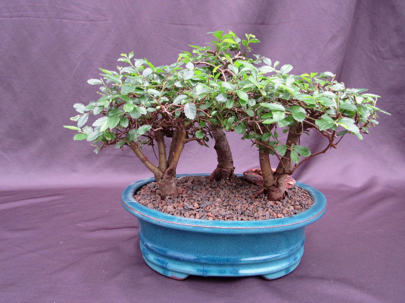 Chinese Elm 3 Bonsai Tree Forest