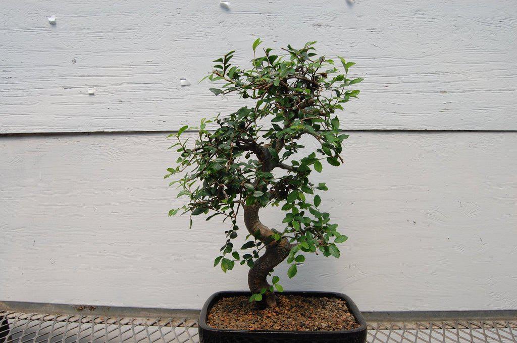 Small Chinese Elm Bonsai Tree