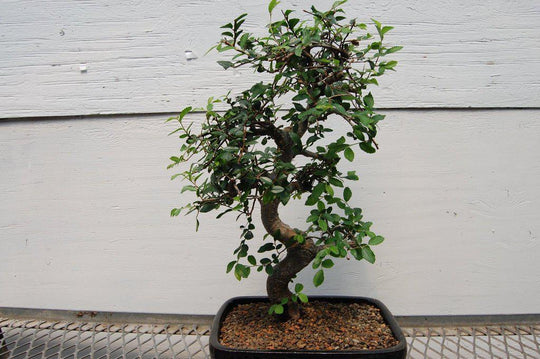 bonsai tree with long thin leaves Chinese Elm Bonsai Tree
