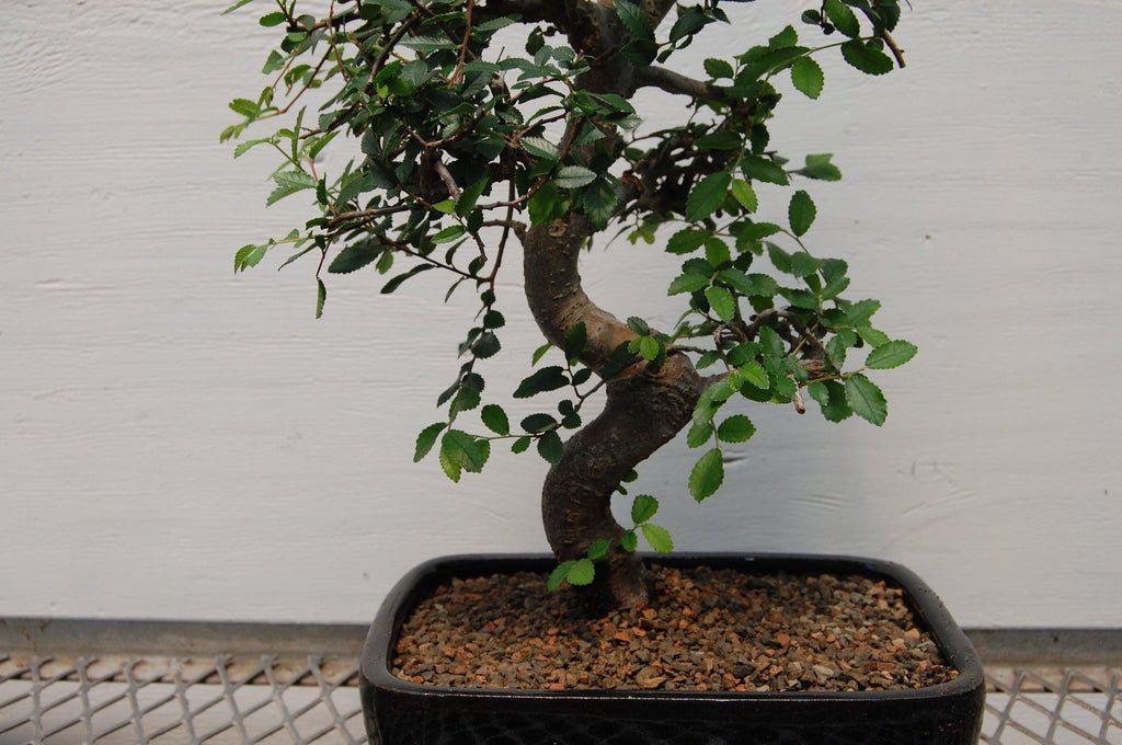 Chinese Elm Bonsai Tree Bark