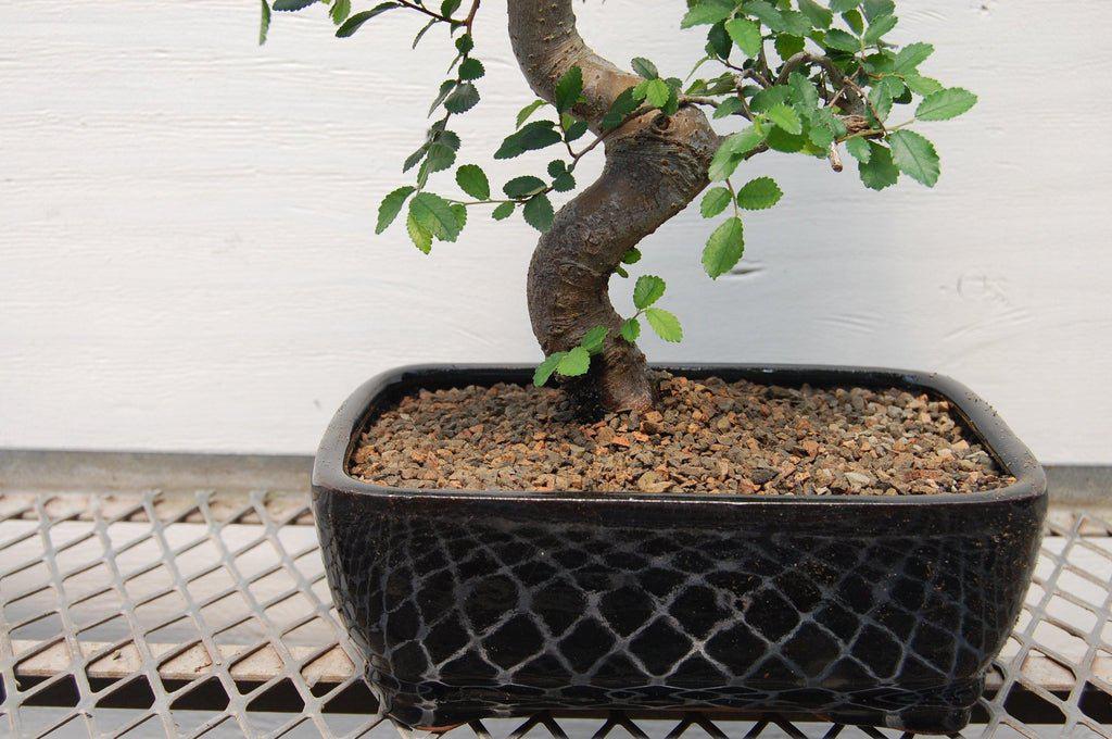 Chinese Elm Bonsai Tree Trunk