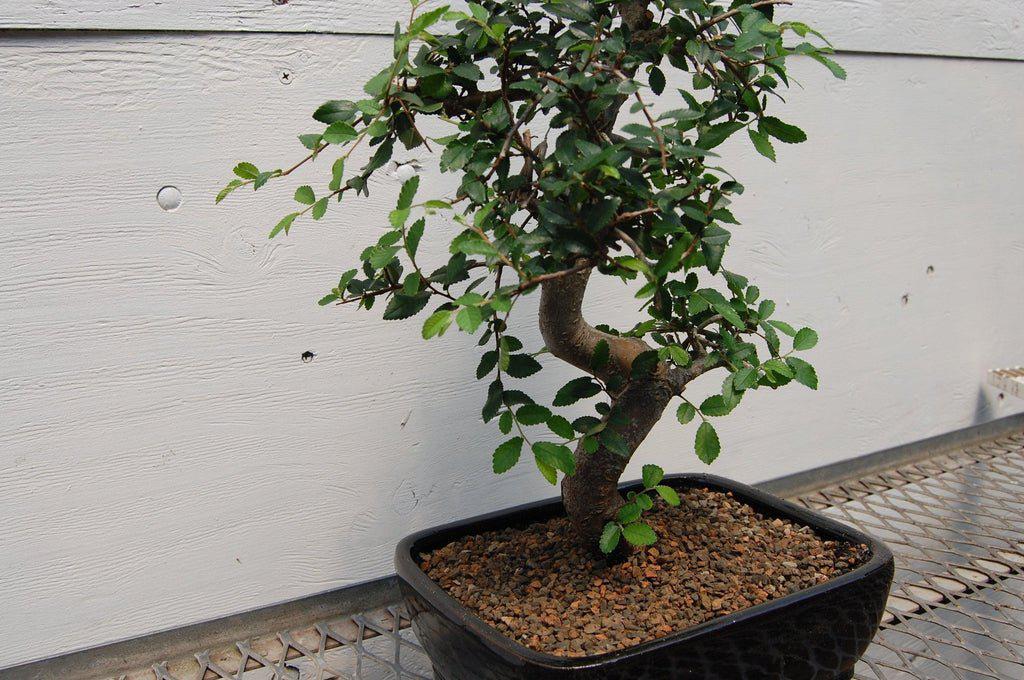Chinese Elm Bonsai Tree S Shape