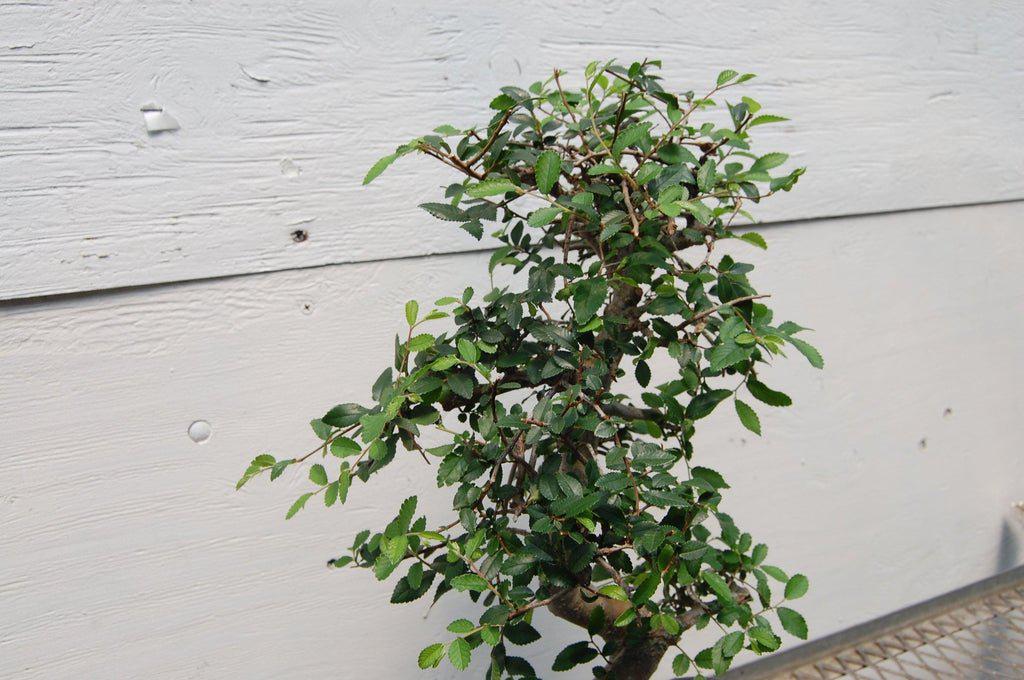 Chinese Elm Bonsai Tree Leaves