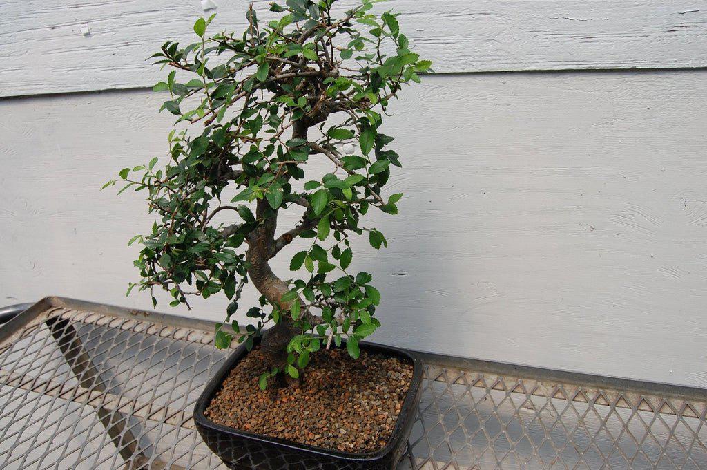 Chinese Elm Bonsai Tree Curved Trunk