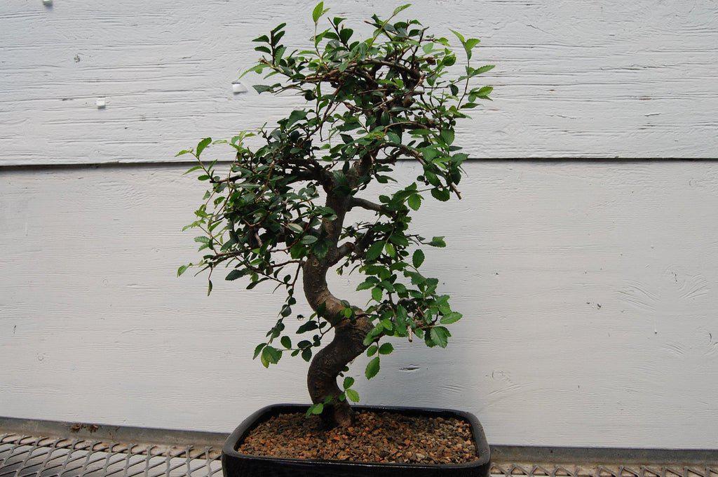 Chinese Elm Bonsai Tree Profile