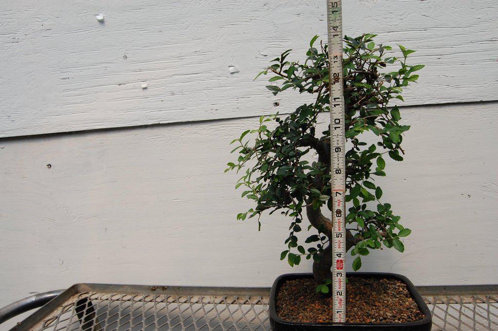 Chinese Elm Bonsai Tree Size