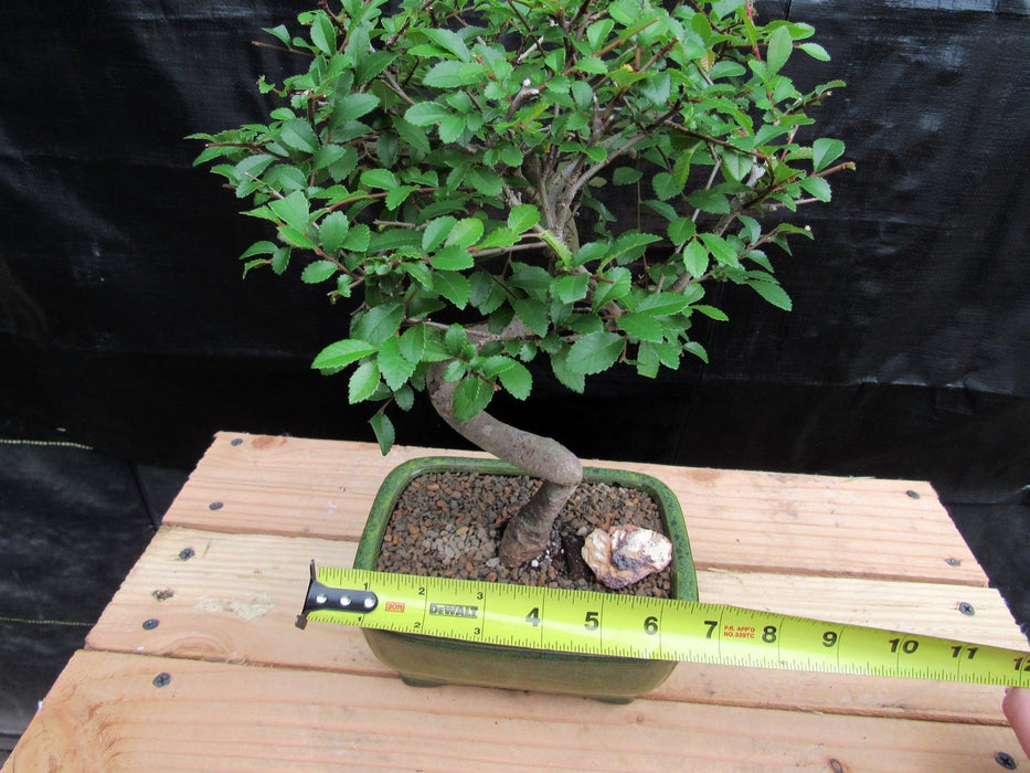 Extra Small Curved Trunk Chinese Elm Bonsai Tree Size