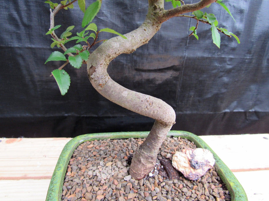 Extra Small Curved Trunk Chinese Elm Bonsai Tree Curves