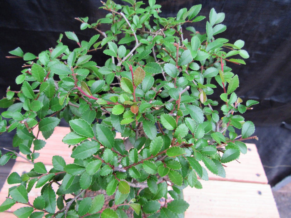 Extra Small Curved Trunk Chinese Elm Bonsai Tree Canopy