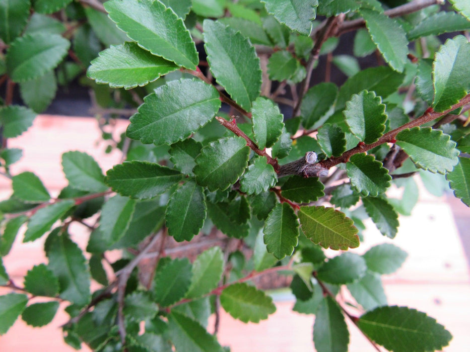 Extra Small Curved Trunk Chinese Elm Bonsai Tree Leaves