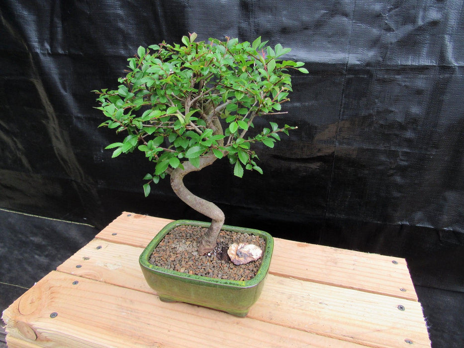 Extra Small Curved Trunk Chinese Elm Bonsai Tree Side