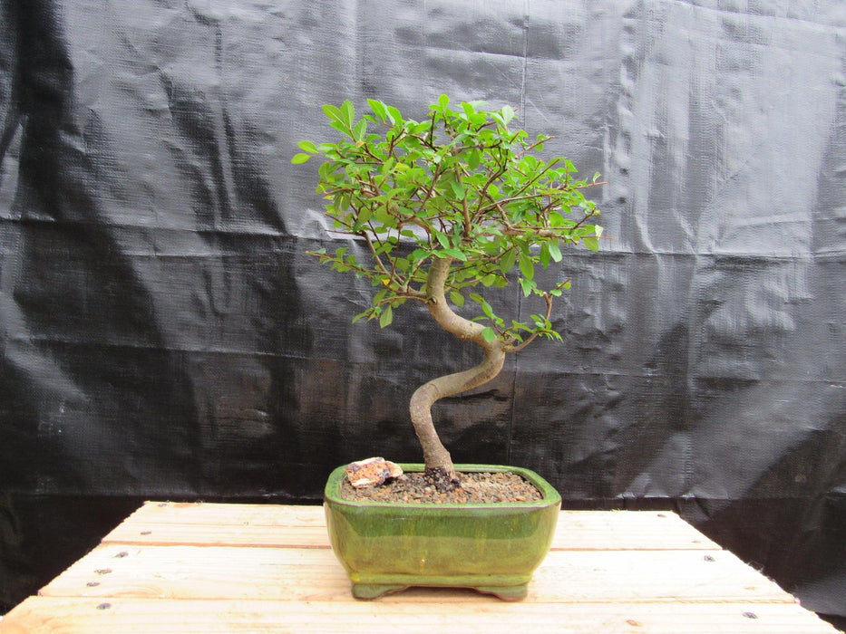 Extra Small Curved Trunk Chinese Elm Bonsai Tree Back