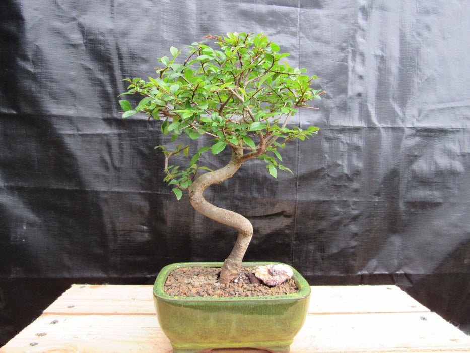 Extra Small Curved Trunk Chinese Elm Bonsai Tree
