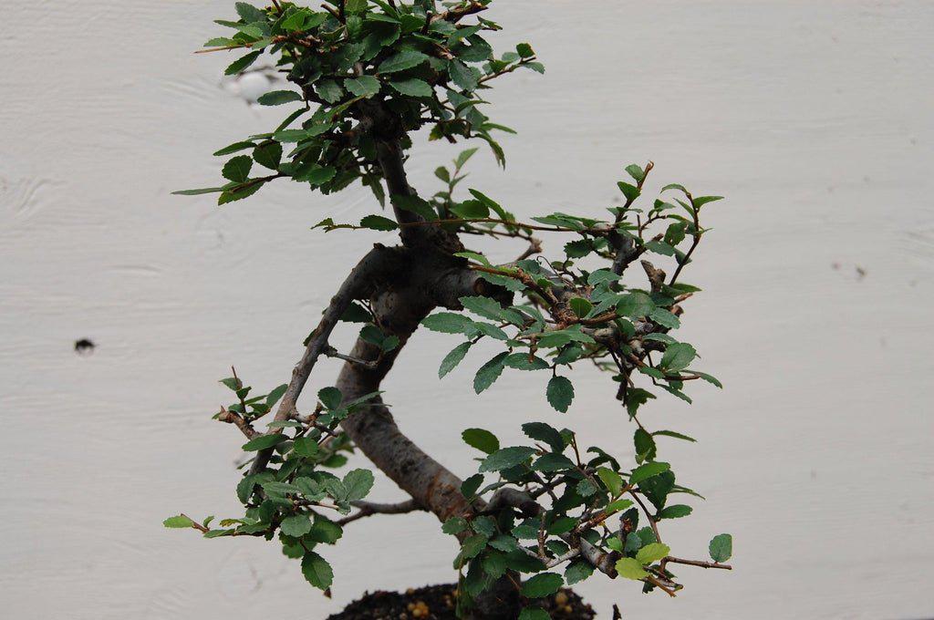 Small Chinese Elm Bonsai Tree Leaves