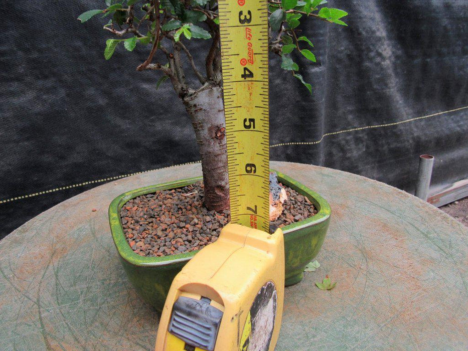 Small Straight Trunk Chinese Elm Bonsai Tree Size