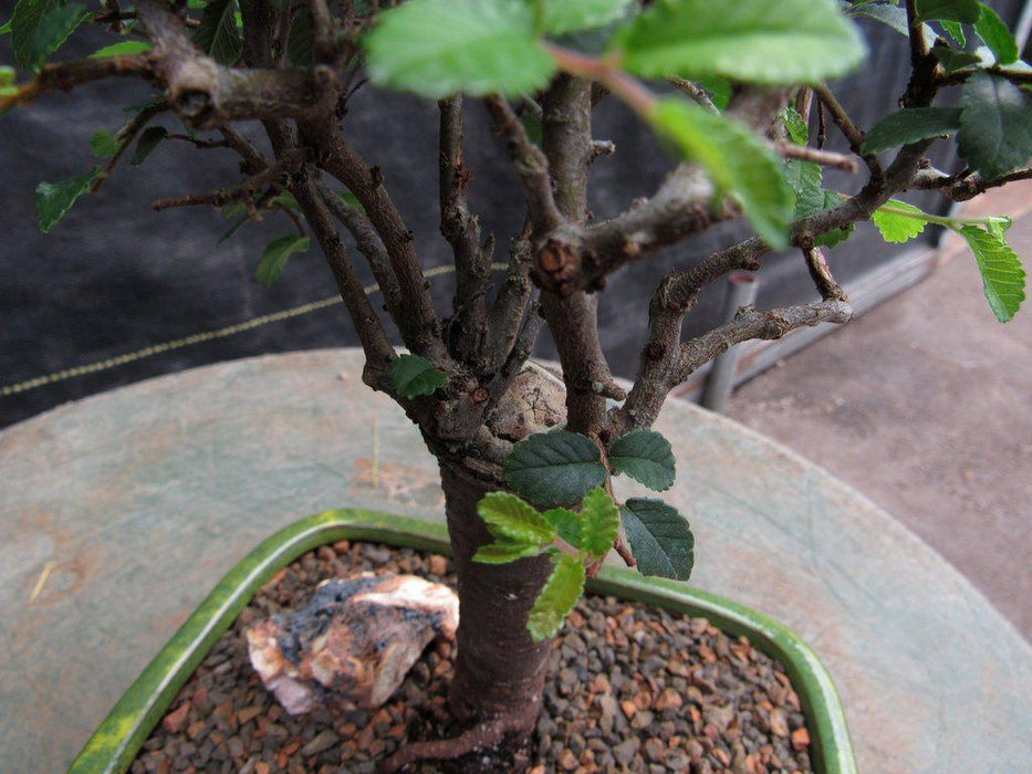 Small Straight Trunk Chinese Elm Bonsai Tree Foliage