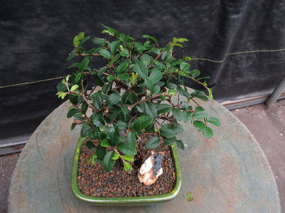 Small Straight Trunk Chinese Elm Bonsai Tree Canopy