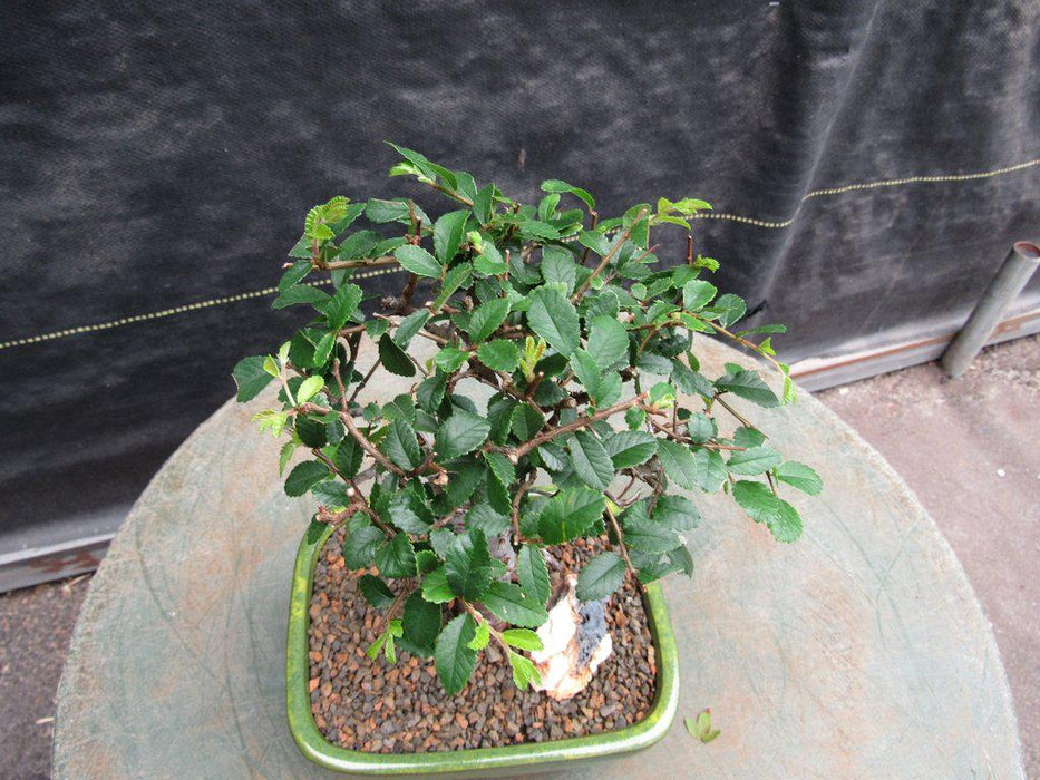 Small Straight Trunk Chinese Elm Bonsai Tree Leaves
