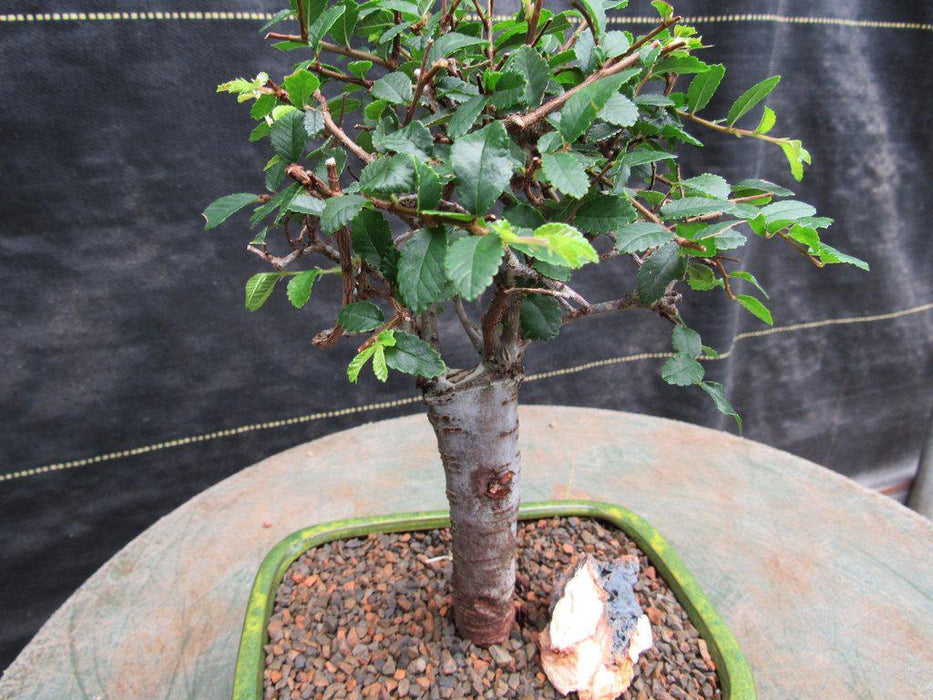 Small Straight Trunk Chinese Elm Bonsai Tree Alt