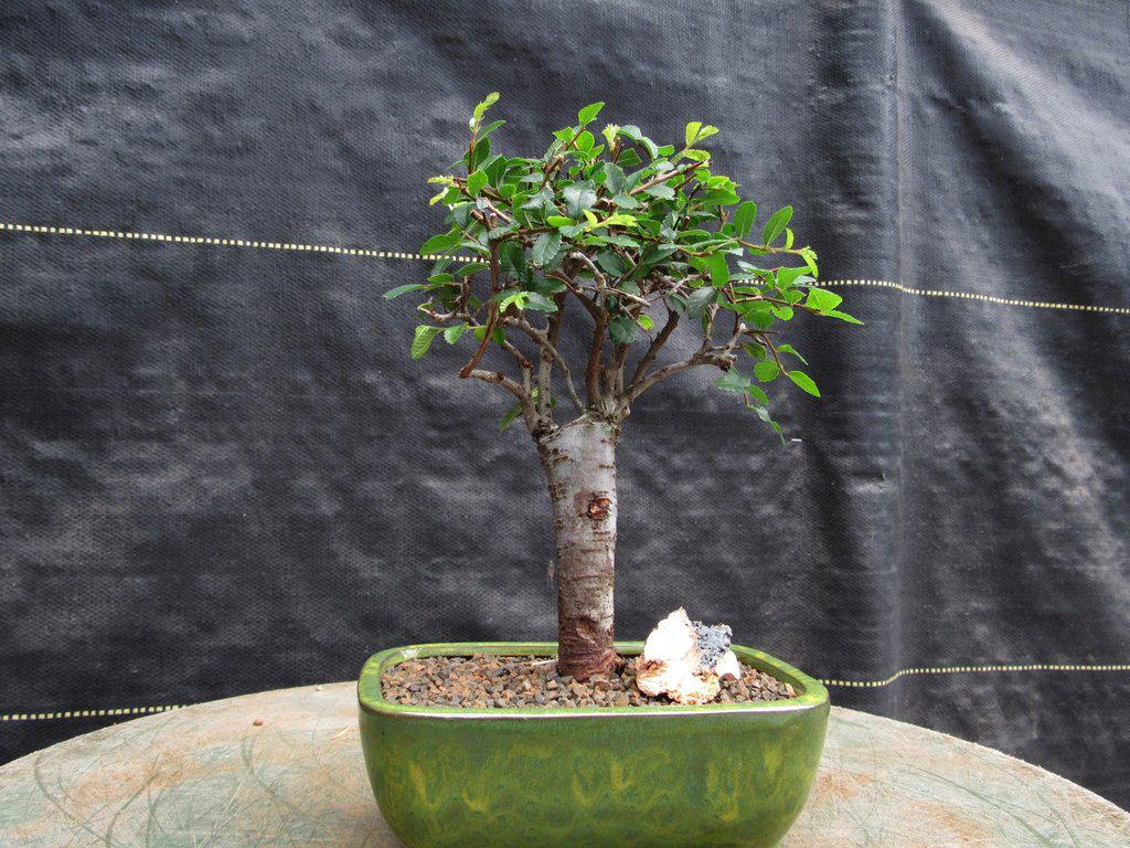 Small Straight Trunk Chinese Elm Bonsai Tree