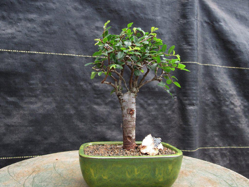 Chinese Elm Bonsai Tree