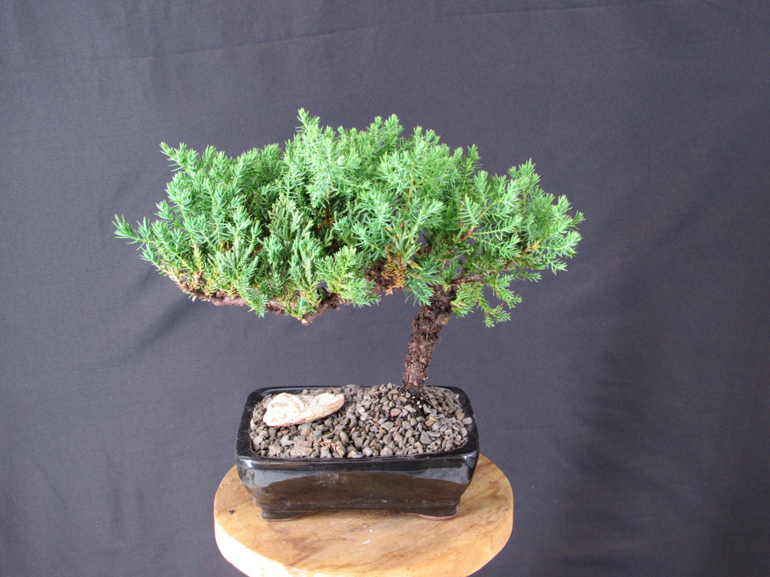 Classic Juniper Bonsai Tree - Back