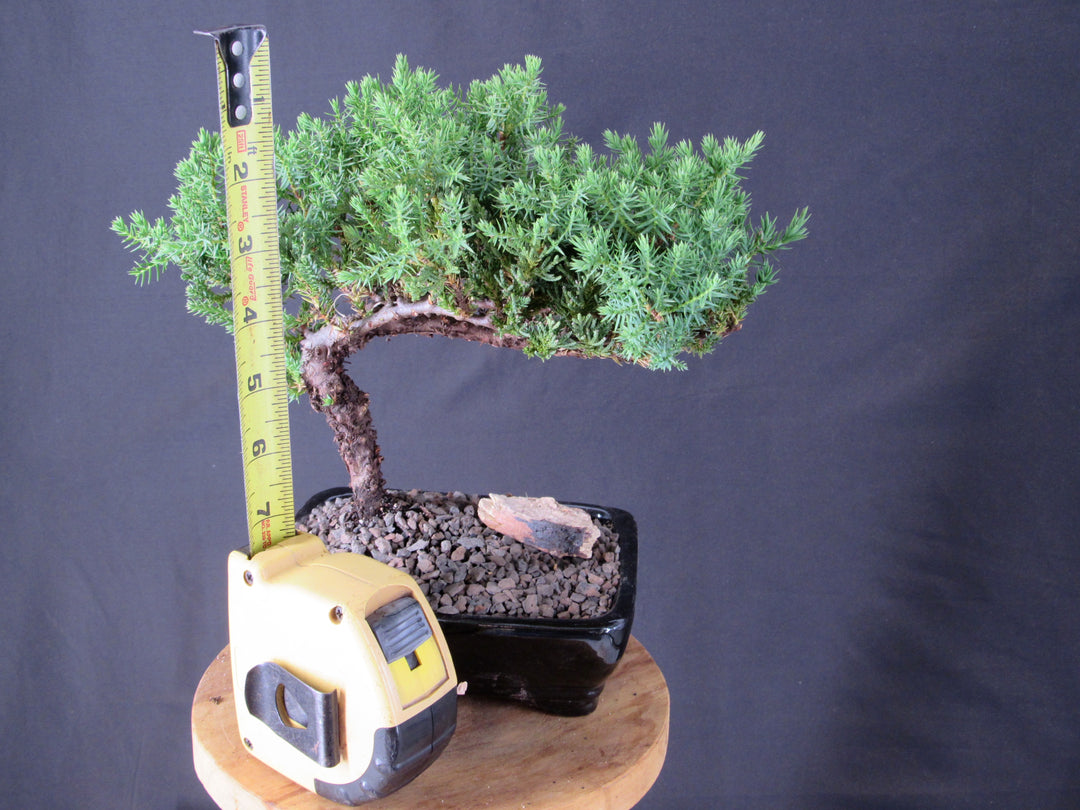 Classic Juniper Bonsai Tree - Height