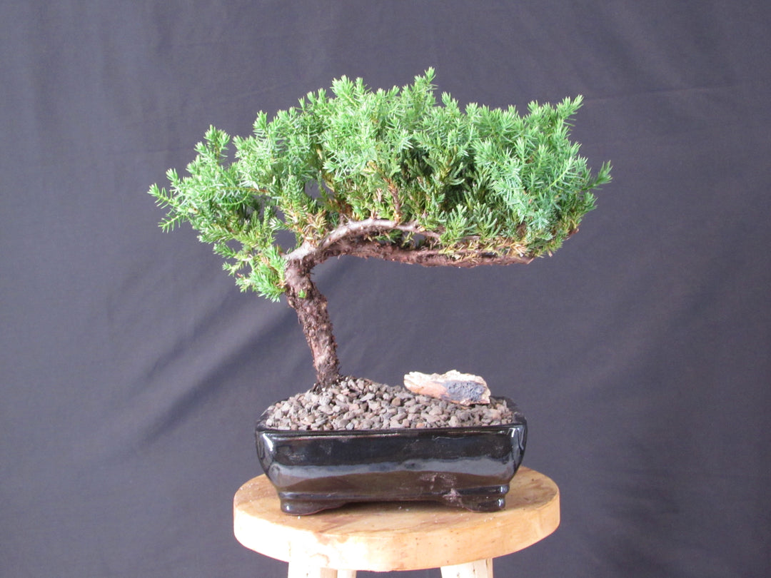 Classic Juniper Bonsai Tree - Profile