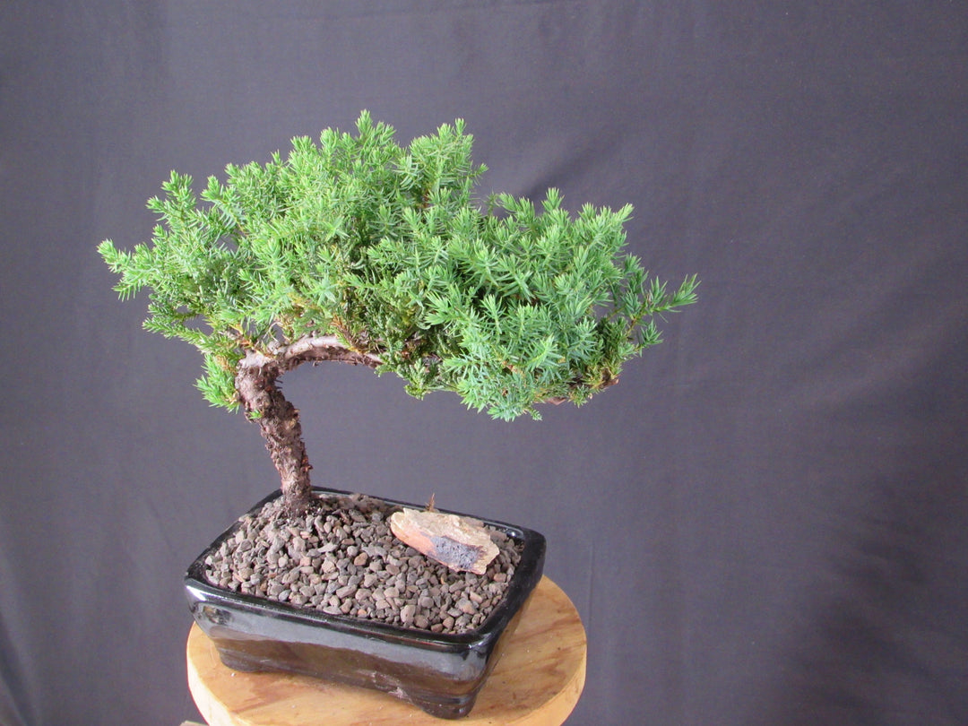 Classic Juniper Bonsai Tree - Side
