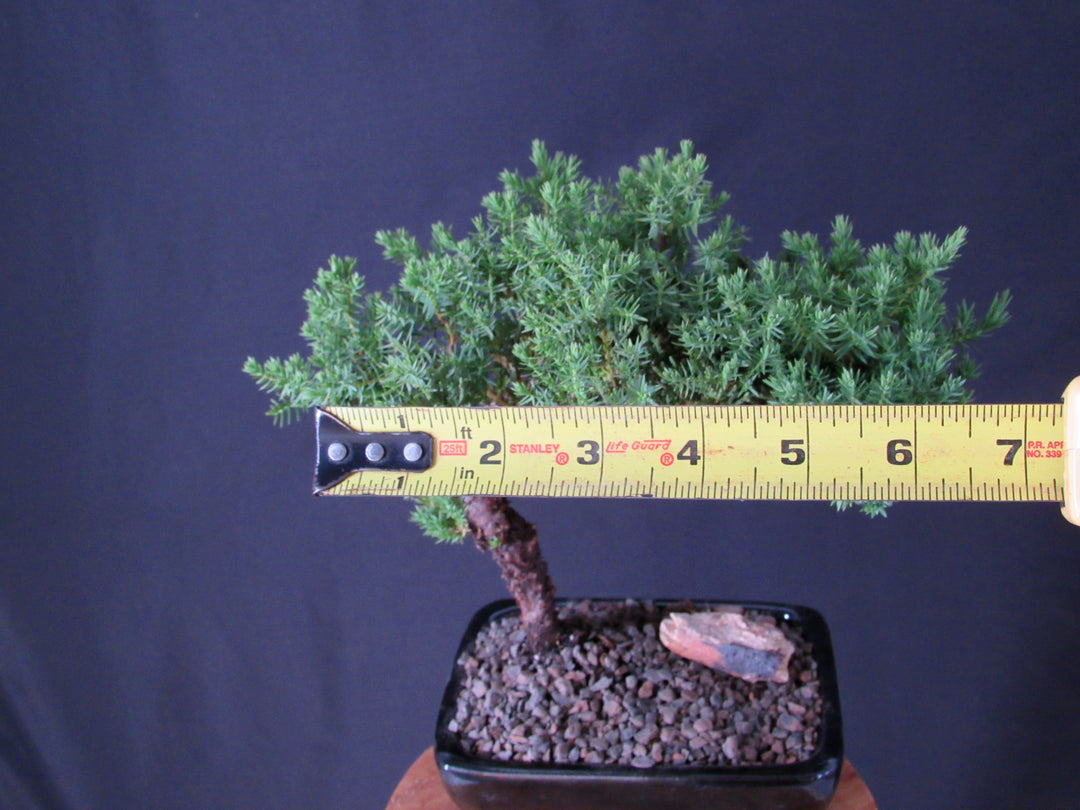 Classic Juniper Bonsai Tree - Size