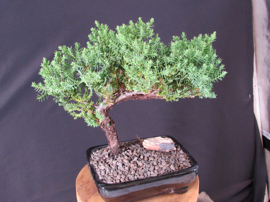 Classic Juniper Bonsai Tree - Soft