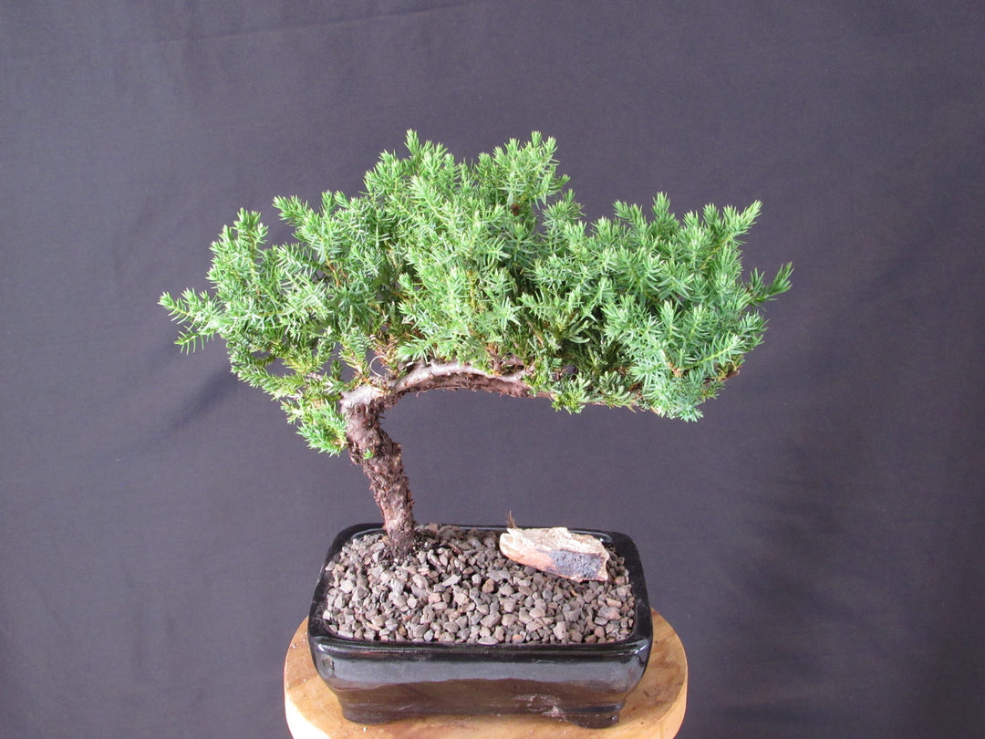 Classic Juniper Bonsai Tree