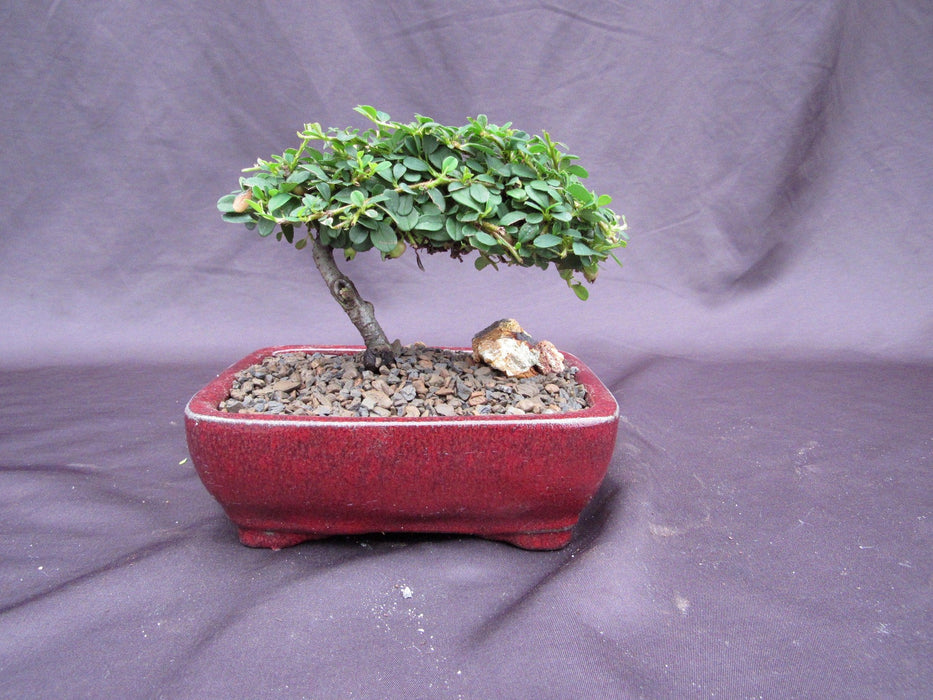 Classic Style Cotoneaster Bonsai Tree Profile