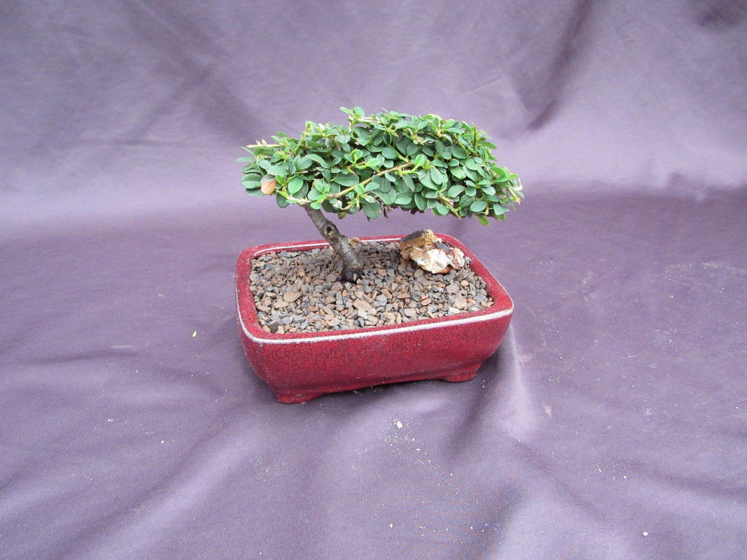 Classic Style Cotoneaster Bonsai Tree Canopy